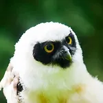 Bird House - Sleep With The Owls!