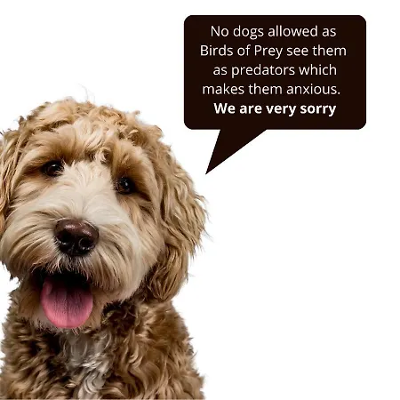 Bird House - Sleep With The Owls! Carlisle (Cumbria)