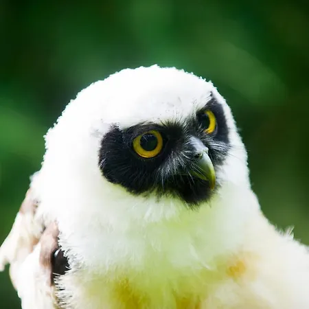 Bird House - Sleep With The Owls!