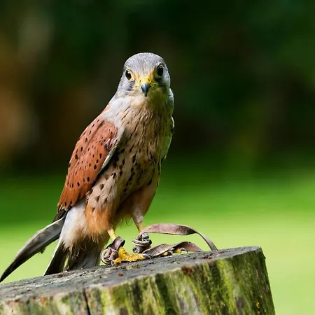 Bird House - Sleep With The Owls! *