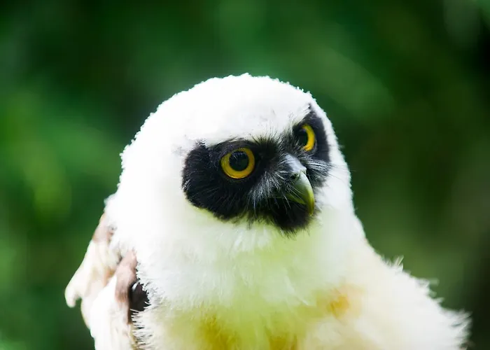 Bird House - Sleep With The Owls!